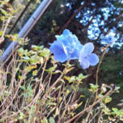 ヒメ日記 2025/03/07 20:23 投稿 みい バッドカンパニー水戸