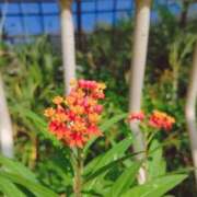 ヒメ日記 2025/03/25 15:36 投稿 みい バッドカンパニー水戸