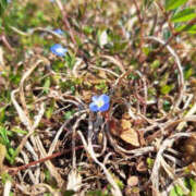 ヒメ日記 2025/03/29 08:09 投稿 みい バッドカンパニー水戸