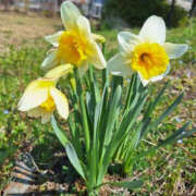 ヒメ日記 2025/03/30 07:42 投稿 みい バッドカンパニー水戸