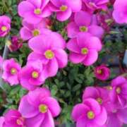 ヒメ日記 2025/03/30 22:09 投稿 みい バッドカンパニー水戸