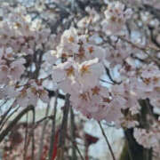 ヒメ日記 2025/03/31 08:45 投稿 みい バッドカンパニー水戸