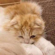 ヒメ日記 2025/04/01 08:09 投稿 みい バッドカンパニー水戸