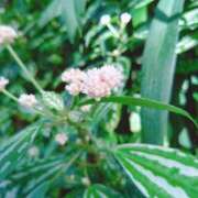 ヒメ日記 2025/04/01 19:57 投稿 みい バッドカンパニー水戸