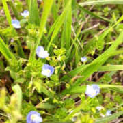 ヒメ日記 2025/04/14 11:44 投稿 みい バッドカンパニー水戸