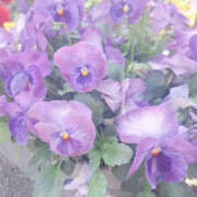 ヒメ日記 2025/04/19 08:06 投稿 みい バッドカンパニー水戸