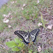 ヒメ日記 2025/05/06 08:06 投稿 みい バッドカンパニー水戸