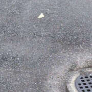 ヒメ日記 2025/05/31 08:58 投稿 みい バッドカンパニー水戸