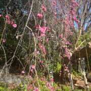 さき おはよう Felice(フェリス)