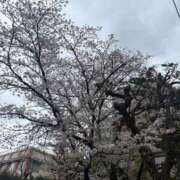 ヒメ日記 2026/03/31 11:50 投稿 さき Felice(フェリス)