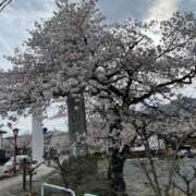 ヒメ日記 2025/04/11 18:18 投稿 さら ちゃんこ幕張店