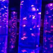 ヒメ日記 2025/04/29 10:56 投稿 岡崎 熟女の風俗最終章　鶯谷店