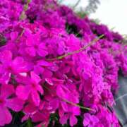 ヒメ日記 2025/04/04 07:05 投稿 ゆりん 素人妻御奉仕倶楽部Hip's取手店