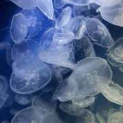 ヒメ日記 2025/09/03 21:02 投稿 ゆりん 素人妻御奉仕倶楽部Hip's取手店