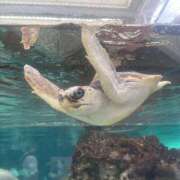 ヒメ日記 2025/09/28 16:11 投稿 ゆりん 素人妻御奉仕倶楽部Hip's取手店