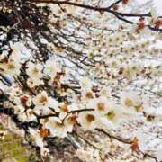 ヒメ日記 2026/03/02 11:01 投稿 ゆりん 素人妻御奉仕倶楽部Hip's取手店