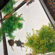 ヒメ日記 2025/09/14 18:00 投稿 るのん マリアージュ熊谷