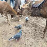 ヒメ日記 2025/11/21 20:34 投稿 るのん マリアージュ熊谷