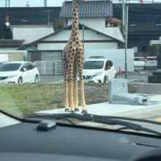 ヒメ日記 2025/11/20 20:03 投稿 すみれ 池袋モンデミーテ（シンデレラグループ）