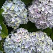 ヒメ日記 2025/06/14 15:08 投稿 しず 熟女の風俗最終章 高崎店