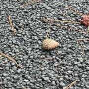 ヒメ日記 2025/09/07 12:01 投稿 のどか 虹色メロンパイ 横浜店