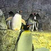 ヒメ日記 2026/03/09 08:00 投稿 のどか 虹色メロンパイ 横浜店