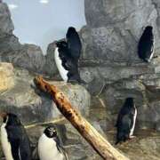 ヒメ日記 2026/03/13 20:00 投稿 のどか 虹色メロンパイ 横浜店