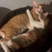 ヒメ日記 2025/03/31 18:19 投稿 雫(しずく) チューリップ宇都宮店