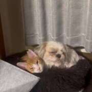 ヒメ日記 2025/04/09 19:29 投稿 雫(しずく) チューリップ宇都宮店