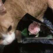 ヒメ日記 2025/09/03 20:19 投稿 雫(しずく) チューリップ宇都宮店