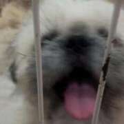 ヒメ日記 2025/09/10 22:19 投稿 雫(しずく) チューリップ宇都宮店