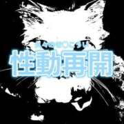 ヒメ日記 2025/11/12 09:20 投稿 雫(しずく) チューリップ宇都宮店