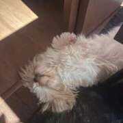 ヒメ日記 2025/11/20 18:06 投稿 雫(しずく) チューリップ宇都宮店