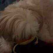 ヒメ日記 2025/11/25 23:19 投稿 雫(しずく) チューリップ宇都宮店