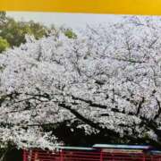 ヒメ日記 2025/03/21 09:56 投稿 くれは 熟女家 十三店