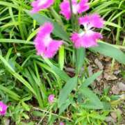 ヒメ日記 2025/06/24 13:17 投稿 くれは 熟女家 十三店