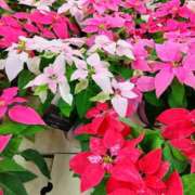 ヒメ日記 2025/10/29 08:50 投稿 くれは 熟女家 十三店