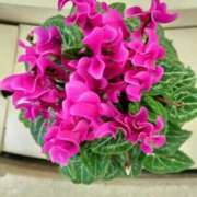 ヒメ日記 2025/11/20 09:35 投稿 くれは 熟女家 十三店