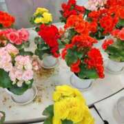 ヒメ日記 2025/11/22 10:41 投稿 くれは 熟女家 十三店