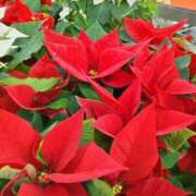 ヒメ日記 2025/12/15 09:58 投稿 くれは 熟女家 十三店