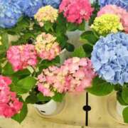 ヒメ日記 2026/06/23 11:19 投稿 くれは 熟女家 十三店
