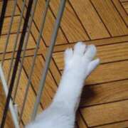 ヒメ日記 2025/03/08 18:16 投稿 猫山【ねこやま】 丸妻 西船橋店