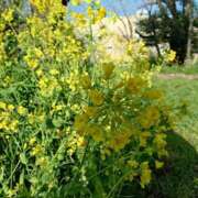 ヒメ日記 2025/04/05 10:08 投稿 猫山【ねこやま】 丸妻 西船橋店