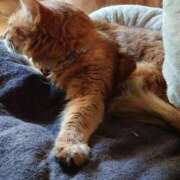 ヒメ日記 2025/04/29 18:11 投稿 猫山【ねこやま】 丸妻 西船橋店