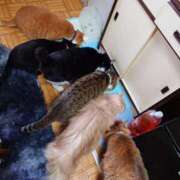 ヒメ日記 2025/04/30 17:13 投稿 猫山【ねこやま】 丸妻 西船橋店