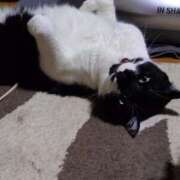 ヒメ日記 2025/06/26 19:47 投稿 猫山【ねこやま】 丸妻 西船橋店