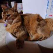 ヒメ日記 2025/07/24 18:53 投稿 猫山【ねこやま】 丸妻 西船橋店