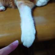 ヒメ日記 2025/07/29 18:29 投稿 猫山【ねこやま】 丸妻 西船橋店