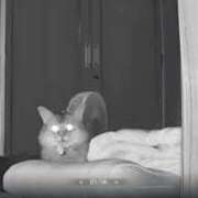 ヒメ日記 2025/08/01 07:27 投稿 猫山【ねこやま】 丸妻 西船橋店