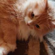 ヒメ日記 2025/08/03 07:01 投稿 猫山【ねこやま】 丸妻 西船橋店